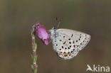 Veenbesblauwtje (Plebejus optilete) 