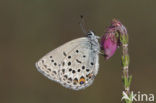 Cranberry Blue (Plebejus optilete)