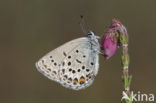 Veenbesblauwtje (Plebejus optilete) 