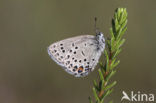 Veenbesblauwtje (Plebejus optilete) 