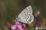 Veenbesblauwtje (Plebejus optilete) 