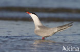 Common Tern (Sterna hirundo)