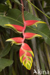 hanging lobster-claw (Heliconia rostrata)