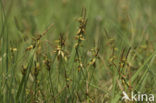Vlozegge (Carex pulicaris) 