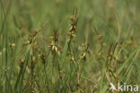 Flea Sedge (Carex pulicaris)