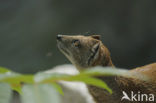 yellow mongoose (Cynictis penicillata)