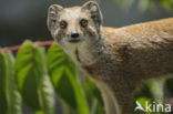 yellow mongoose (Cynictis penicillata)