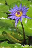 Water lily Nymphaea Director G.T Moore (Nymphaea director G.T Moore)