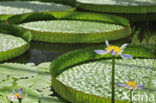 Blue waterlily (Nymphaea gigantea)