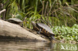 Chicken Turtle (Deirochelys reticularia)