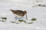 Common Snipe (Gallinago gallinago)