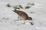 Common Snipe (Gallinago gallinago)