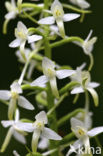 Welriekende nachtorchis (Platanthera bifolia) 