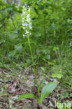 Welriekende nachtorchis (Platanthera bifolia) 