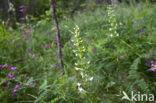 Welriekende nachtorchis (Platanthera bifolia) 