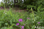 Welriekende nachtorchis (Platanthera bifolia) 