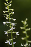 Welriekende nachtorchis (Platanthera bifolia) 