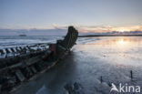 Westerschelde