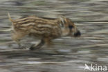 Wild Boar (Sus scrofa)