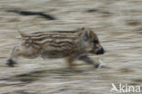 Wild Boar (Sus scrofa)