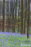 Bluebell (Scilla non-scripta)