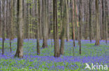 Bluebell (Scilla non-scripta)