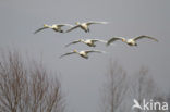 Whooper Swan (Cygnus cygnus)