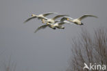 Whooper Swan (Cygnus cygnus)