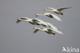 Whooper Swan (Cygnus cygnus)