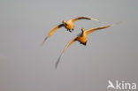 Whooper Swan (Cygnus cygnus)