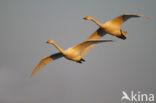 Whooper Swan (Cygnus cygnus)