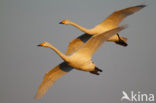 Whooper Swan (Cygnus cygnus)