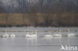 Whooper Swan (Cygnus cygnus)