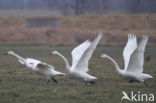 Whooper Swan (Cygnus cygnus)