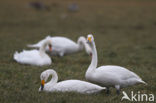 Whooper Swan (Cygnus cygnus)