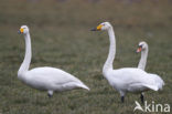 Whooper Swan (Cygnus cygnus)