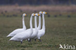 Whooper Swan (Cygnus cygnus)