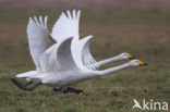 Whooper Swan (Cygnus cygnus)