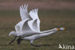 Whooper Swan (Cygnus cygnus)