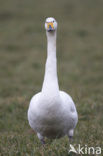 Whooper Swan (Cygnus cygnus)