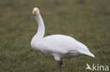 Whooper Swan (Cygnus cygnus)