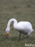 Whooper Swan (Cygnus cygnus)