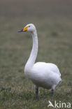 Whooper Swan (Cygnus cygnus)