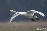 Whooper Swan (Cygnus cygnus)