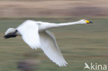 Whooper Swan (Cygnus cygnus)