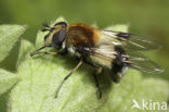 Withaarmelkzwever (Leucozona lucorum)