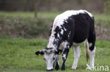 Cow (Bos domesticus)