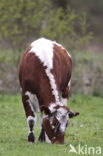 Witrik Koe (Bos domesticus)