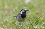 Witte Kwikstaart (Motacilla alba)