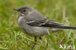 Witte Kwikstaart (Motacilla alba)